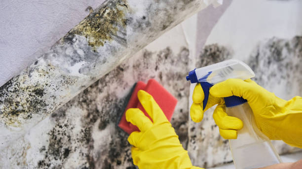 DIY Mold Remediation